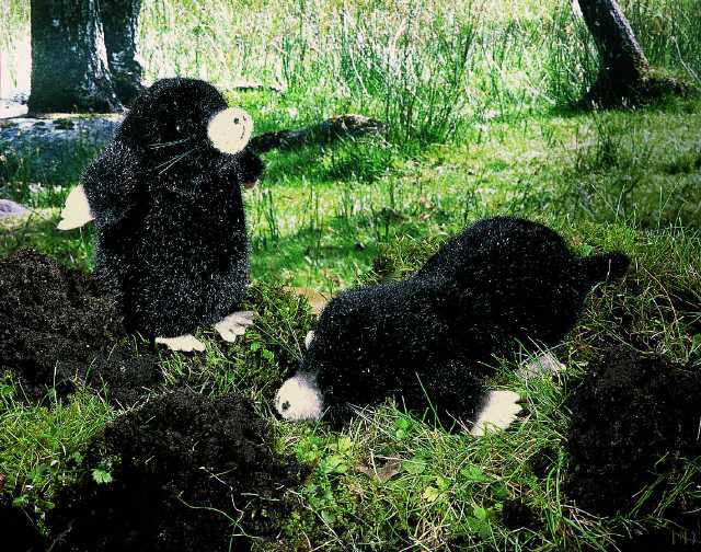 Bild anklicken vergr&ouml;&szlig;ert